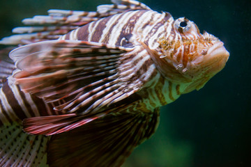 Zebra turkeyfish - 63393248