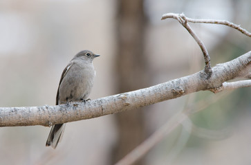 Townsend's Solitaire