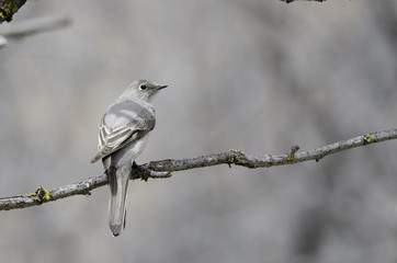 Townsend's Solitaire