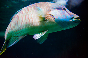 Napoleonfish - 63394696