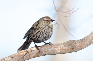 Female Red-winged blackbird