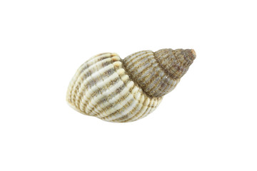 sea shells isolated.