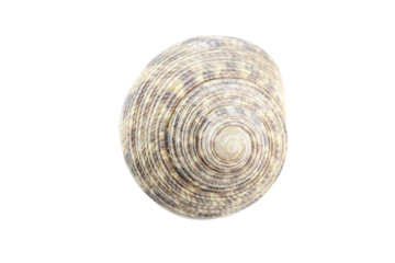 sea shells isolated.
