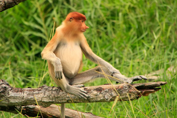 Young Proboscis monkey sitting on a tree, Borneo, Malaysia