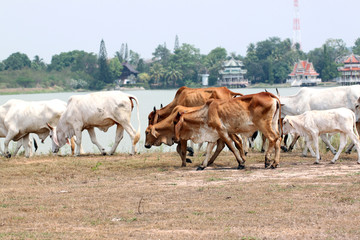 many cows are walking in farm.