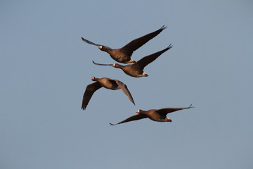 birds
