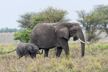 Tansania-Elefant-11691