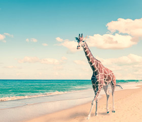 La girafe court sur le sable au bord de la mer, avec un effet rétro