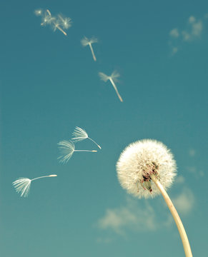 Dandelion and flying  fuzzes,with a retro effect
