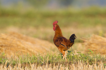 Fototapeta premium Domestic cock in fields