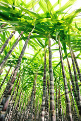 sugarcane plants grow