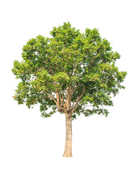 Irvingia malayana also known as Wild Almond