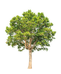 Obraz premium Irvingia malayana also known as Wild Almond