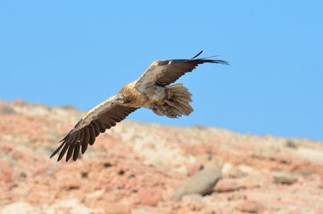 Стервятник (Neophron Percnopterus) в полете на острове Сокотра