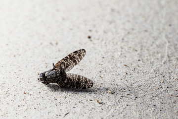 dead fly macro