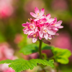 Pink Flowering Currant