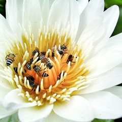 busy bees