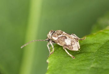 Hedobia imperialis, anobiidae on leaf
