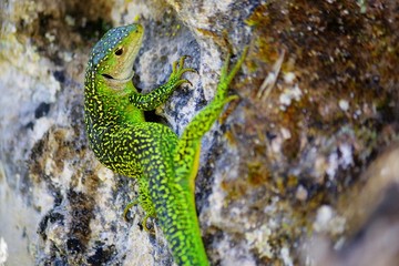Lézard vert sur un rocher