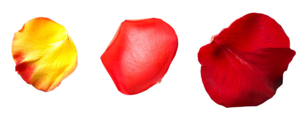 Beautiful red rose petals, isolated on white