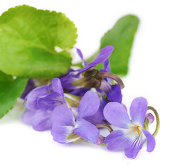 Violets flowers, isolated on white