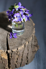 Violets flowers on stump, close up