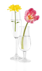 Flowers in glasses of water isolated on white
