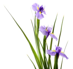 Papier Peint photo Lavable Iris Belle fleur d& 39 iris isolé sur blanc