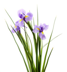 Beautiful iris flower isolated on white