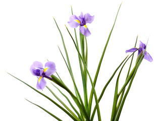 Beautiful iris flower isolated on white