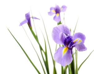 Fotobehang Beautiful iris flower isolated on white © Africa Studio