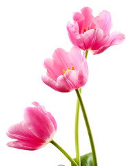 Obraz na płótnie Canvas Piękne tulipany na białym