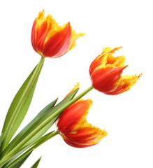 Beautiful tulips isolated on white