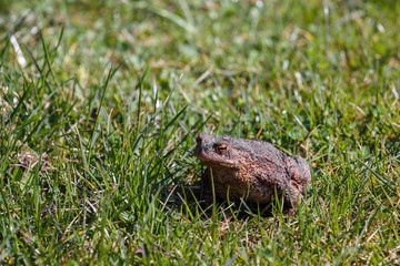 brown toad in the garden