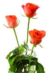 Obraz premium Beautiful roses isolated on white