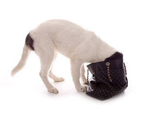 Hund mit Kopf in Handtasche