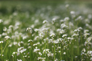 Vibrant green foliage and wild flowers in a forest in spring