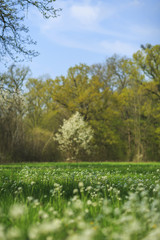 Vibrant green foliage and wild flowers in a forest in spring