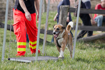 Rettungshunde-Ausbildung