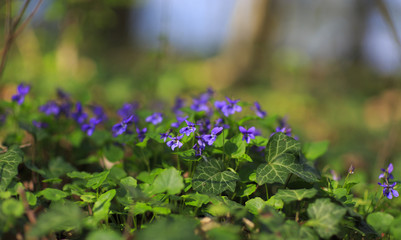 Spring foliage and wild flowers in the forest
