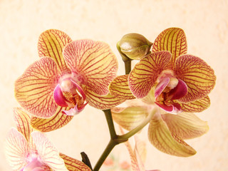 fleur orchidee