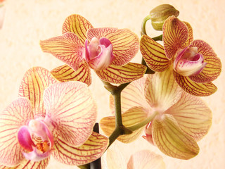 fleur orchidee