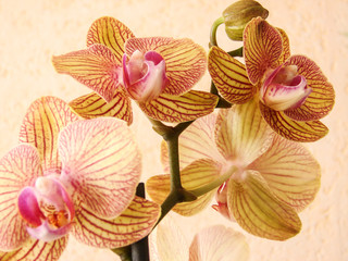 fleur orchidee