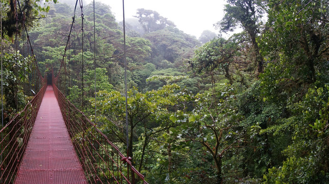 Fototapeta Suspended Bridge at Monteverde