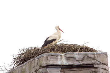 Fototapeta premium Storch