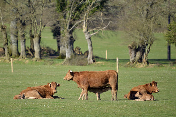 Naklejka na ściany i meble Brown cows and calfs in meadow