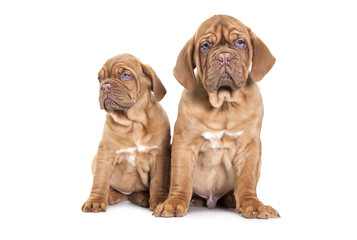 Portrait of tow French Mastiff pups