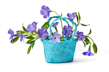 basket with blue flowers periwinkles