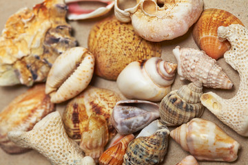 background made ​​of seashells