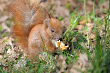 Squirrel.